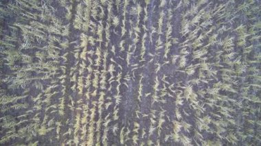 drone yavaş yavaş mısır bir alan üzerinde iner, aşağı uçmak