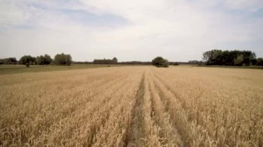 buğday bir alan üzerinde bir drone uçmak