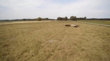  çimenler üzerinde otlayan küçük bir sığır sürüsünün üzerinde bir drone uçurmak