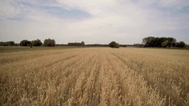  buğday bir alan üzerinde bir drone uçmak