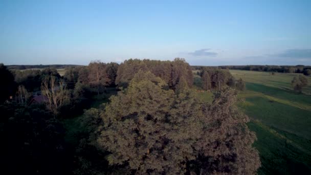 Vol Drone Vers Haut Vue Sur Arbre — Video