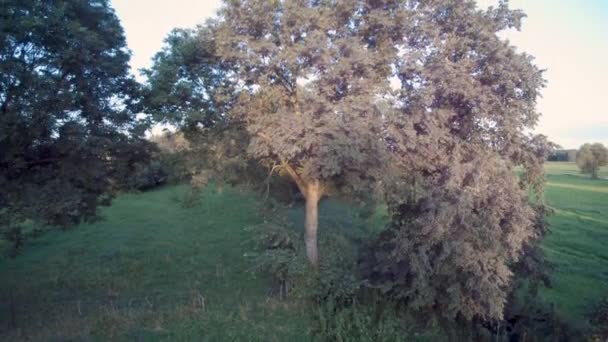 飛行ドローン 幹から王冠への木の眺め — ストック動画