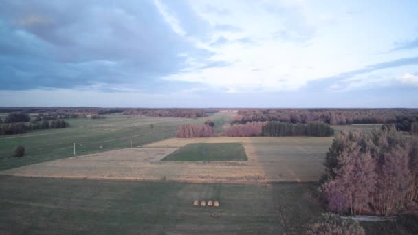 穀物や牧草地のフィールドの上にドローンを飛ばす 遠くの木々 — ストック動画