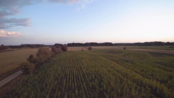 Vliegen Drone Een Veld Van Maïs Langzame Val — Stockvideo