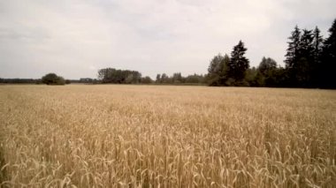 yavaş ve düşük. buğday bir alan üzerinde drone ile uçmak