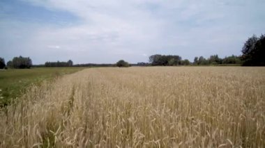 buğday bir alan üzerinde bir drone yavaş uçuş, bir bıçak görünümü