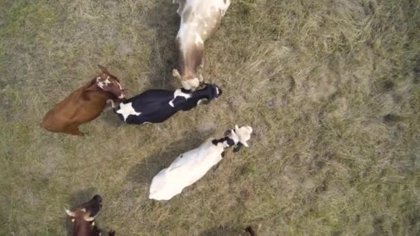 Levantando Drone Sobre Uma Manada Vacas — Vídeo de Stock
