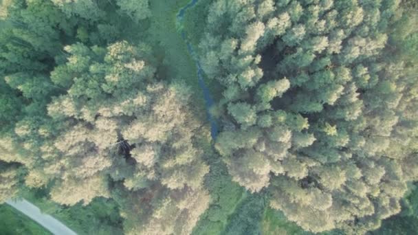 Fly Drone River Covered Green Algae — Stock Video