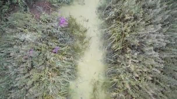 lent drone de vol bas sur la rivière 