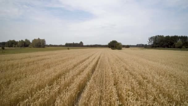 Langzame Vlucht Boven Het Tarwe Veld — Stockvideo