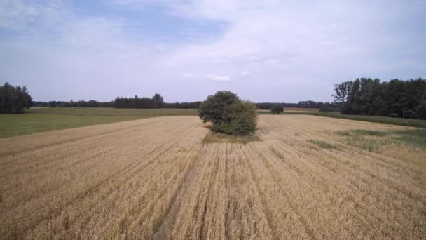 Vidéo Drone Suspendu Sur Champ Blé — Video