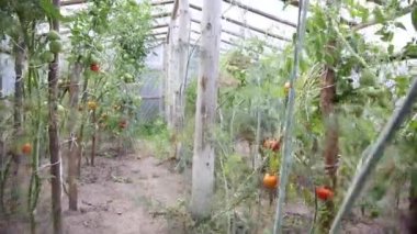 folyo altında domates dolu çalılar