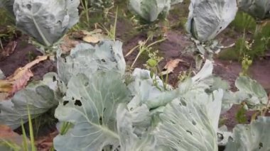 lahana kurbağaları sebze bahçesinde büyümek