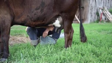 çiftçi el ile sağıyor. yakın çekim