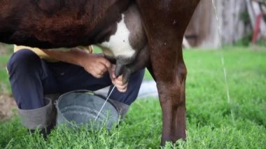 çiftçi el ile sağıyor. idrar