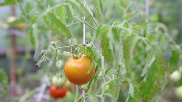 Hermosos Buenos Tomates Arbusto — Vídeos de Stock