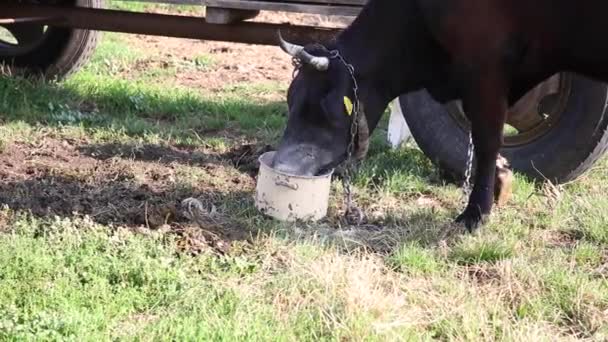 Vaca Jovem Preta Presa Uma Cadeia Come Alimentação Especial Pote — Vídeo de Stock
