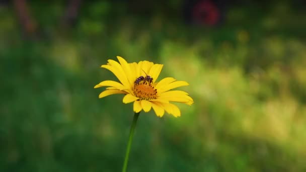 蜜蜂从黄花中收集花蜜 绿色背景 — 图库视频影像
