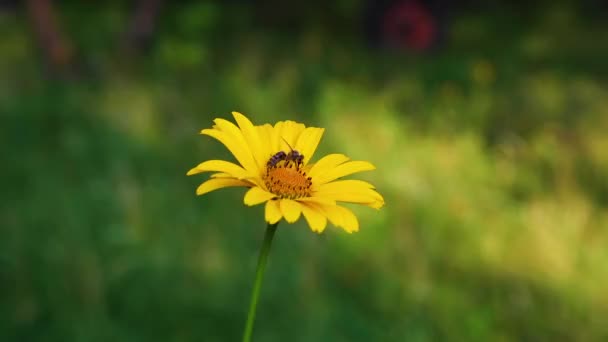 Bee Verzamelt Nectar Van Een Gele Bloem Groene Achtergrond — Stockvideo