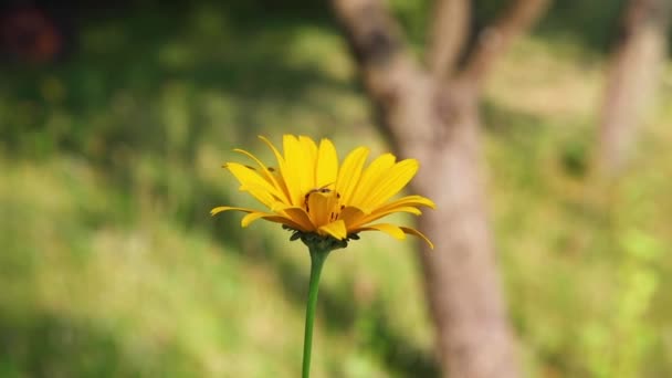 Abelhas Coletam Néctar Uma Flor Amarela — Vídeo de Stock