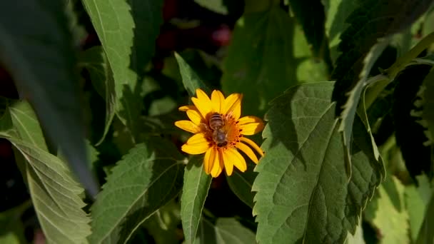Bee Verzamelt Nectar Van Een Gele Bloem Groene Blaadjes — Stockvideo