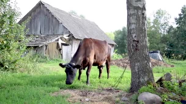 Vaca Negra Una Cadena Construcción Viviendas Segundo Plano — Vídeos de Stock