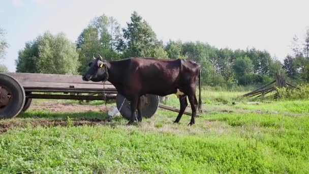 Черная Корова Цепи Привязанной Старой Тележке — стоковое видео