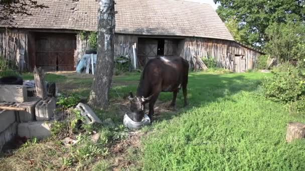 Czarna Krowa Uwięziona Łańcuchu Zjada Specjalną Paszę Dużej Miski Widok — Wideo stockowe