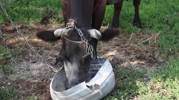 Black Cow Trapped Chain Eats Special Feed Large Bowl Close — Stock Video