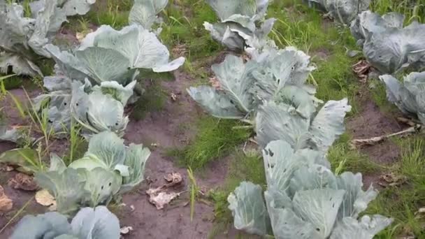 Cabbage Toads Grow Vegetable Garden View — Stock Video