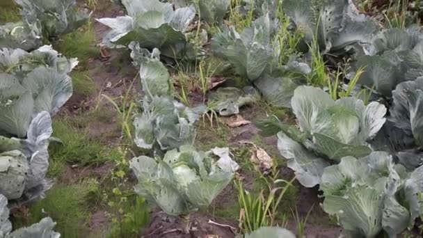 Cabbage Toads Grow Vegetable Garden Top View — Stock Video