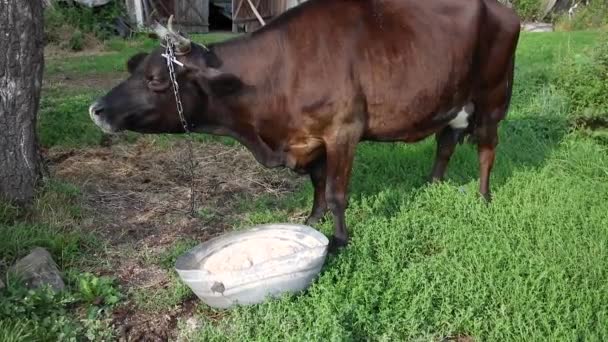 Vaca Negra Presa Uma Cadeia Come Ração Especial — Vídeo de Stock