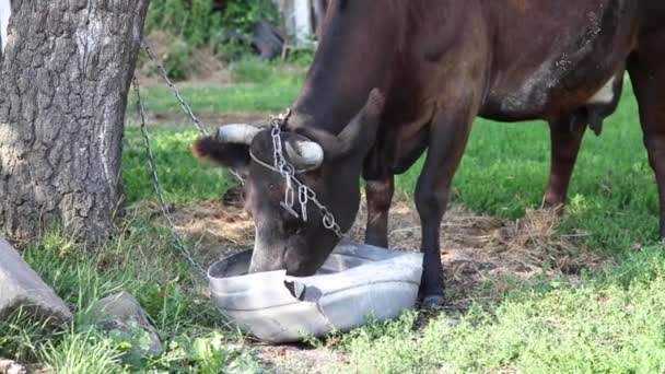 vache noire piégée sur une chaîne mange les aliments spéciaux d'un grand bol 