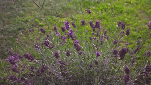 三叶草植物生长在绿草的背景上 — 图库视频影像