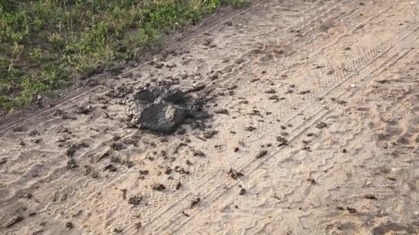 Vache Merde Enregistré Sur Une Route Sablonneuse — Video