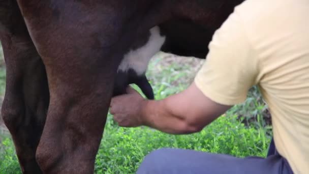 Jordbrukaren Mjölkar Kon För Hand Farmer View — Stockvideo