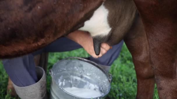Boer Melkt Koe Met Hand Melk Stroomt Emmer Close Ups — Stockvideo