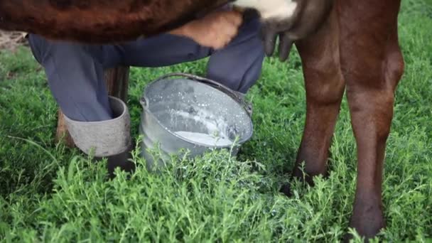Boer Melkt Koe Met Hand Melk Stroomt Emmer Melken Werf — Stockvideo