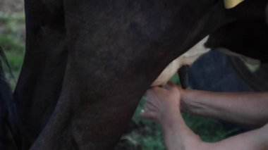 çiftçi elle salar. süt kovaiçine akar