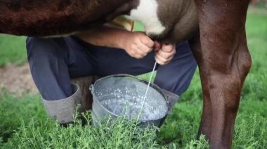  çiftçi elle salar. süt kovaiçine akar