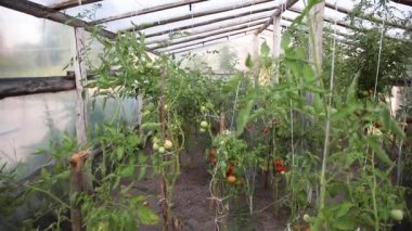  domates çalıları dolu çiçek yatakları. Yukarıdan aşağıya doğru kayıt