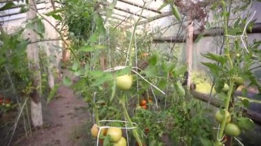 domates çalılar dolu çiçek yatakları