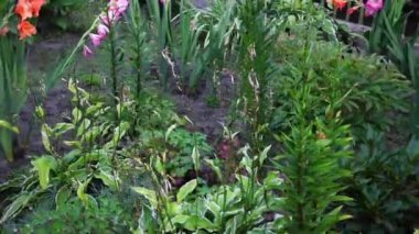 birçok çiçek açık havada büyüyor. Yağmurdan sonra çiçekler