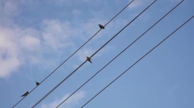 serçeler elektrik kabloları üzerinde oturup. Bulutlarla mavi gökyüzü