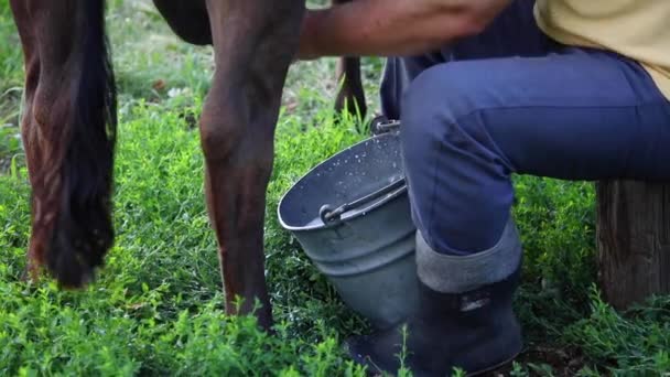 Farmář Podojí Krávu Rukou Kbelíku Proudí Mléko Zobrazení Straně Dojení — Stock video