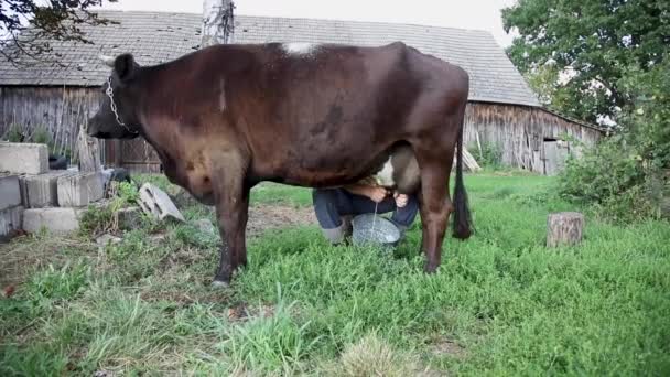Granjero Ordeña Vaca Mano Leche Fluye Cubo Vista Vaca Entera — Vídeo de stock