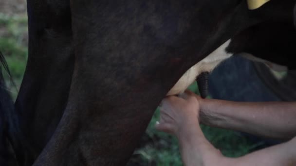 Granjero Ordeña Vaca Mano Leche Fluye Cubo — Vídeos de Stock