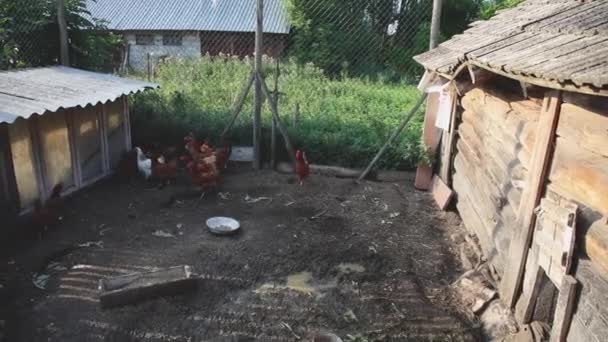 Bandada Pollos Domésticos Camina Sobre Pequeño Potrero — Vídeo de stock