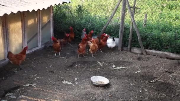 Evcil Tavuk Sürüsü Küçük Bir Çayır Üzerinde Yürüyor Yakın Çekim — Stok video