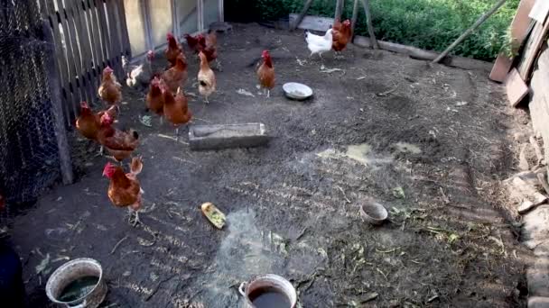 小さなスペースに囲まれた国内鶏の群れ — ストック動画